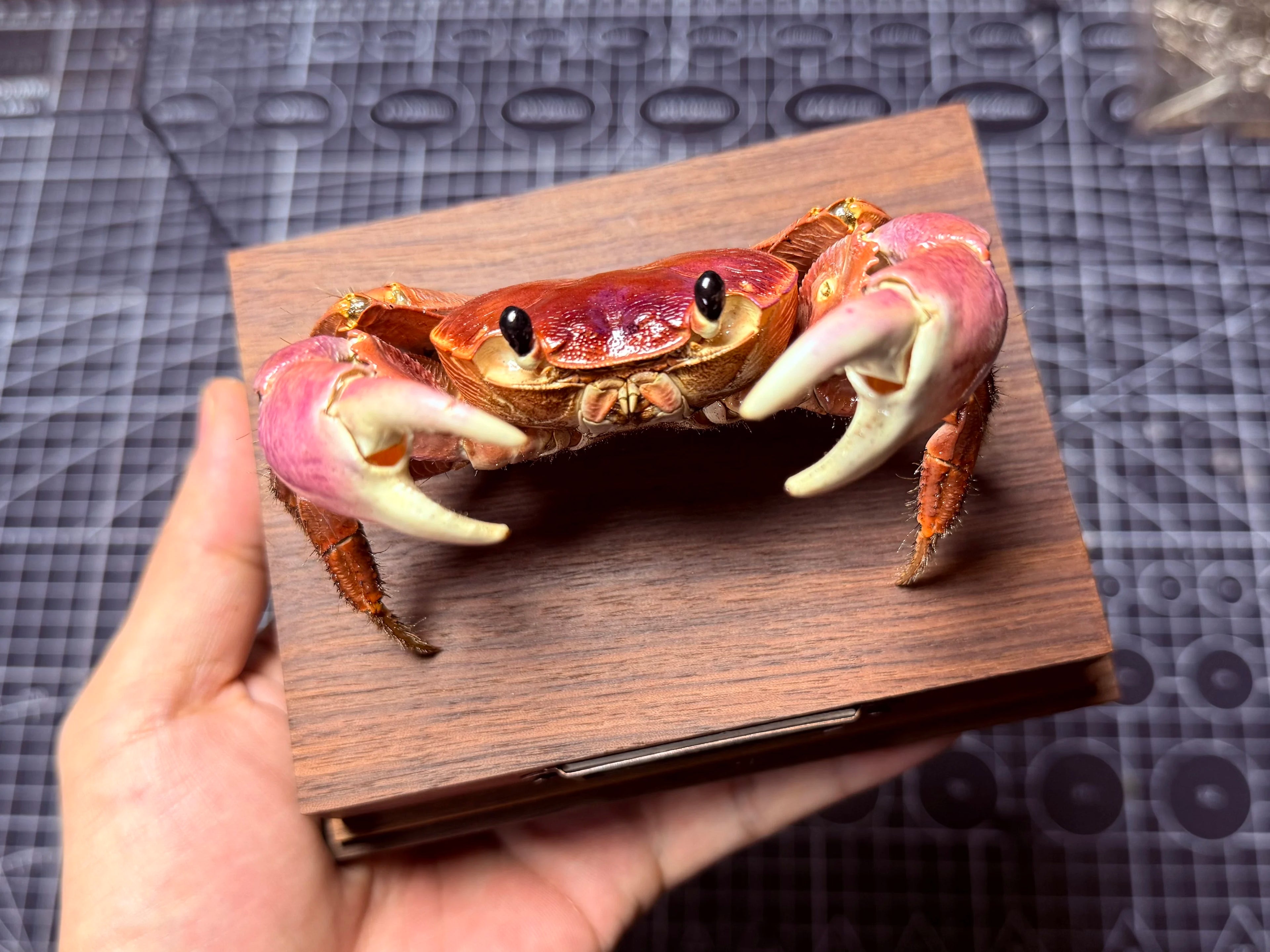 Geograpsus Grayi Real Crab Specimen Special Handicrafts Collectors Home Decor Ornament Desk Decoration Customized