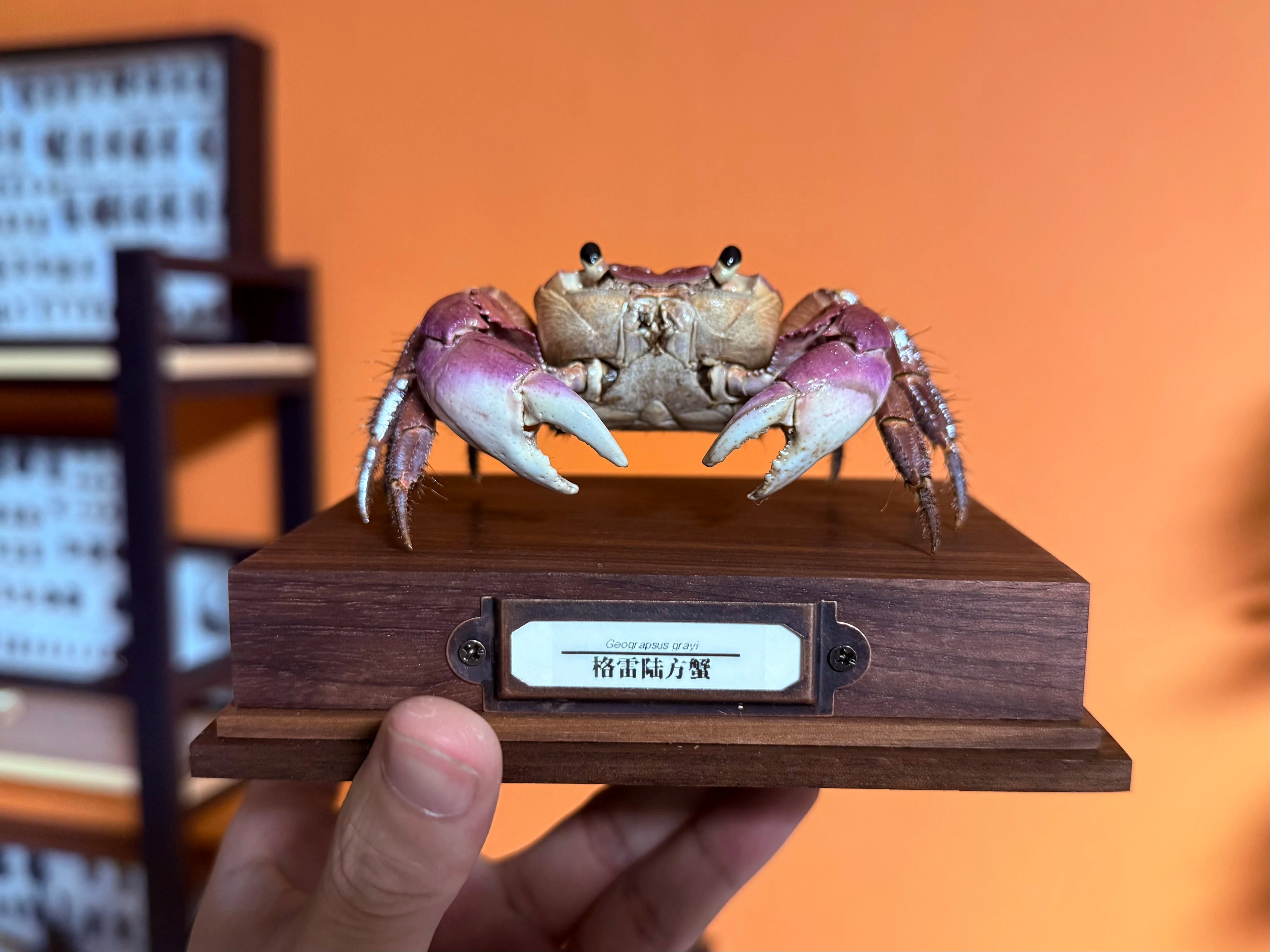 Geograpsus Grayi Real Crab Specimen Special Handicrafts Collectors Home Decor Ornament Desk Decoration Customized