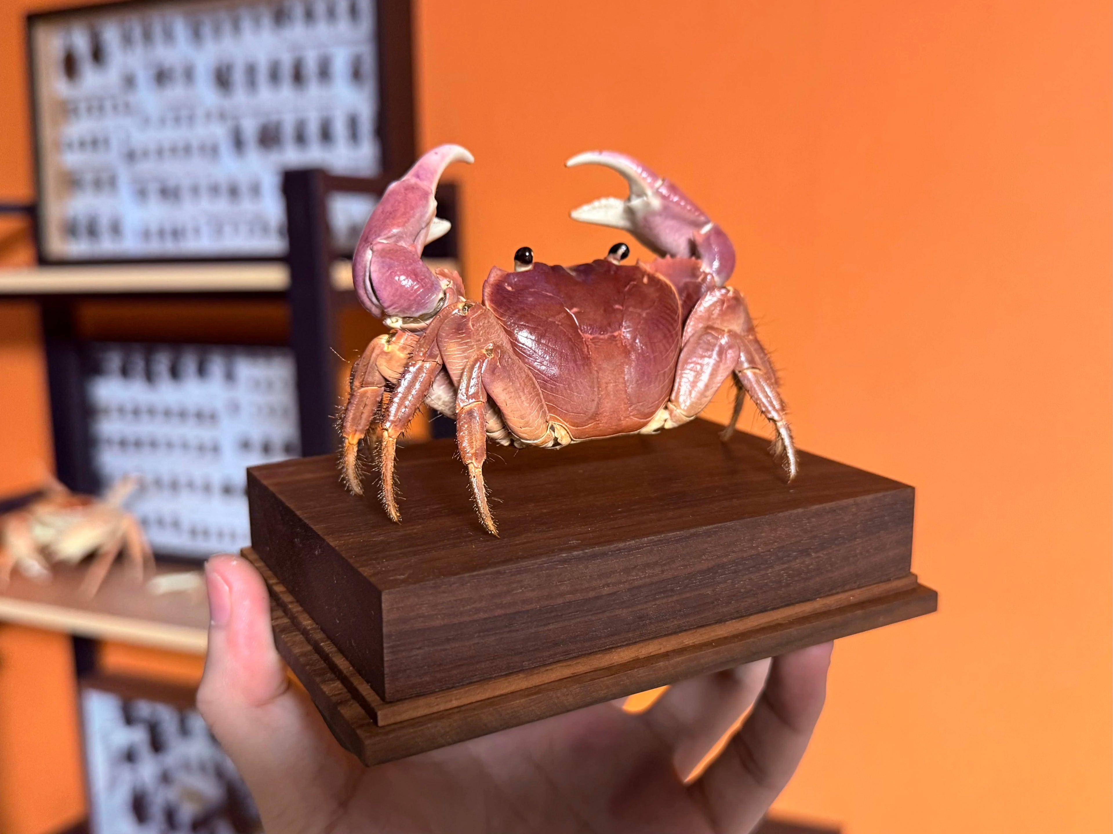 Geograpsus Grayi Real Crab Specimen Special Handicrafts Collectors Home Decor Ornament Desk Decoration Customized