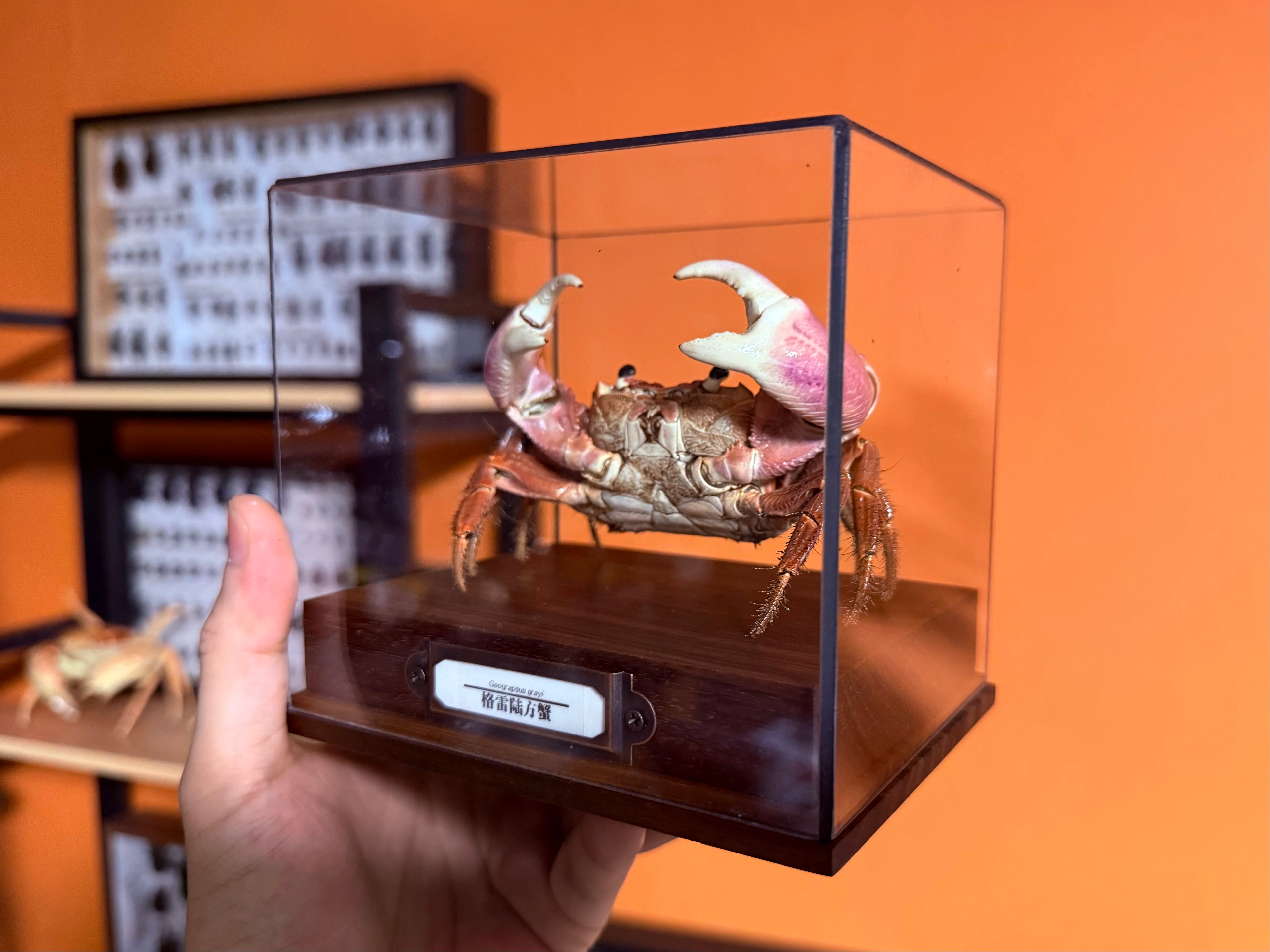 Geograpsus Grayi Real Crab Specimen Special Handicrafts Collectors Home Decor Ornament Desk Decoration Customized