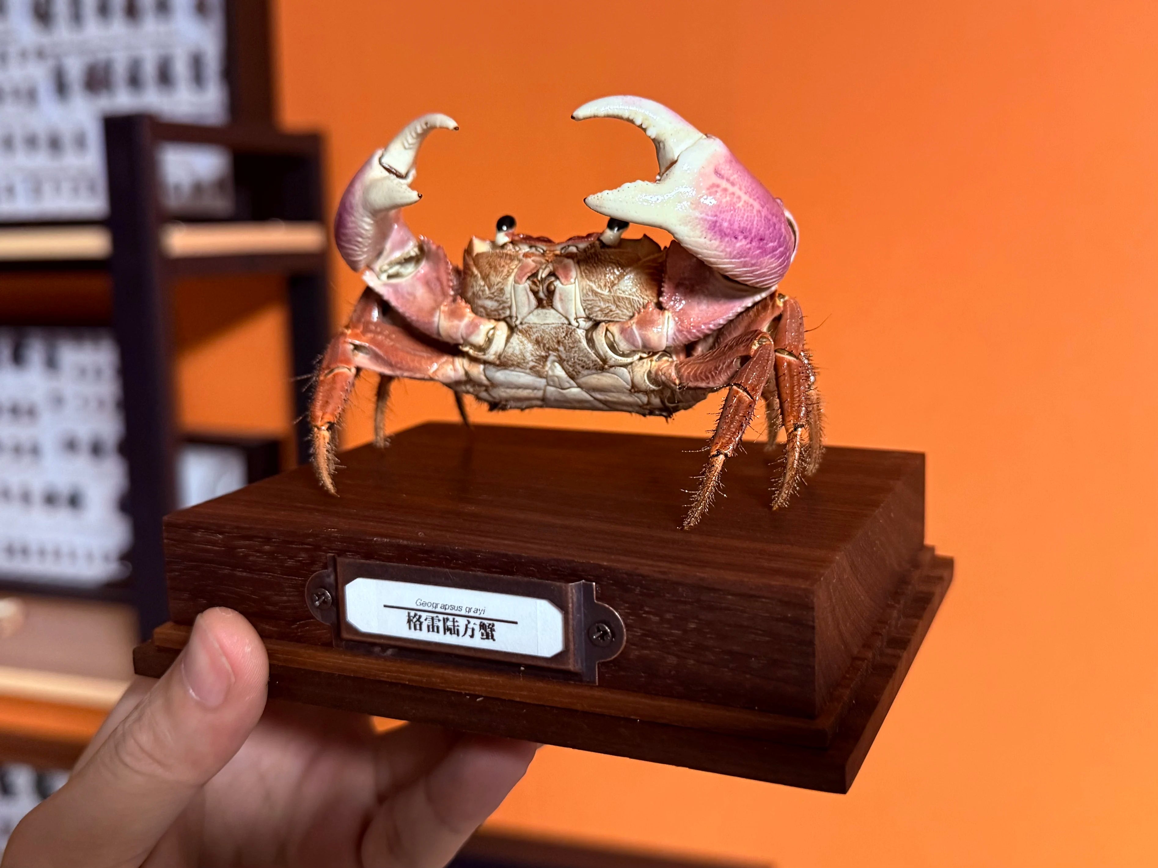 Geograpsus Grayi Real Crab Specimen Special Handicrafts Collectors Home Decor Ornament Desk Decoration Customized