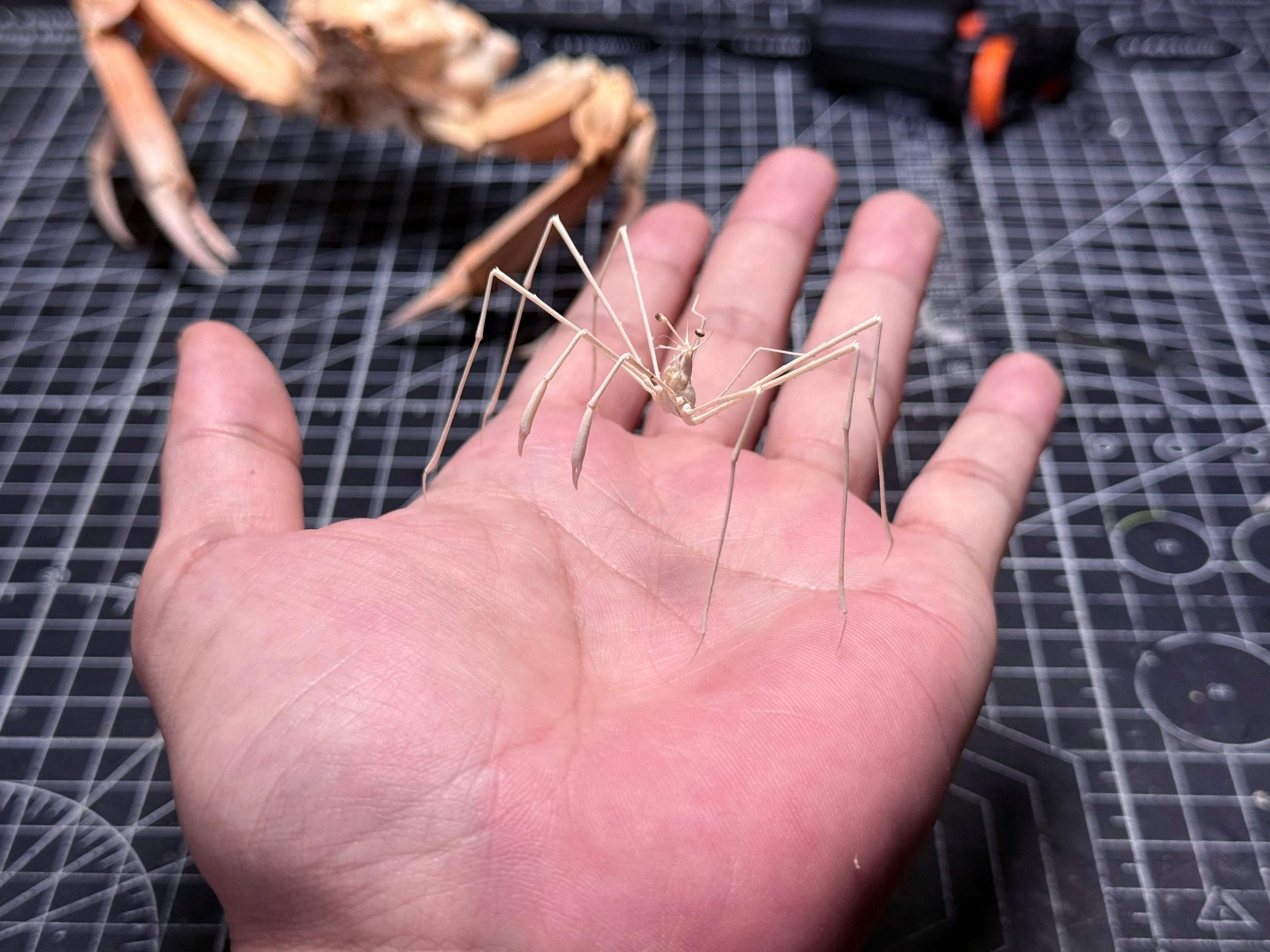 Latreillia Valida Unique rare deep-Sea Crab Specimen Handicrafts Collectors Home Decor Ornament Desk Decoration