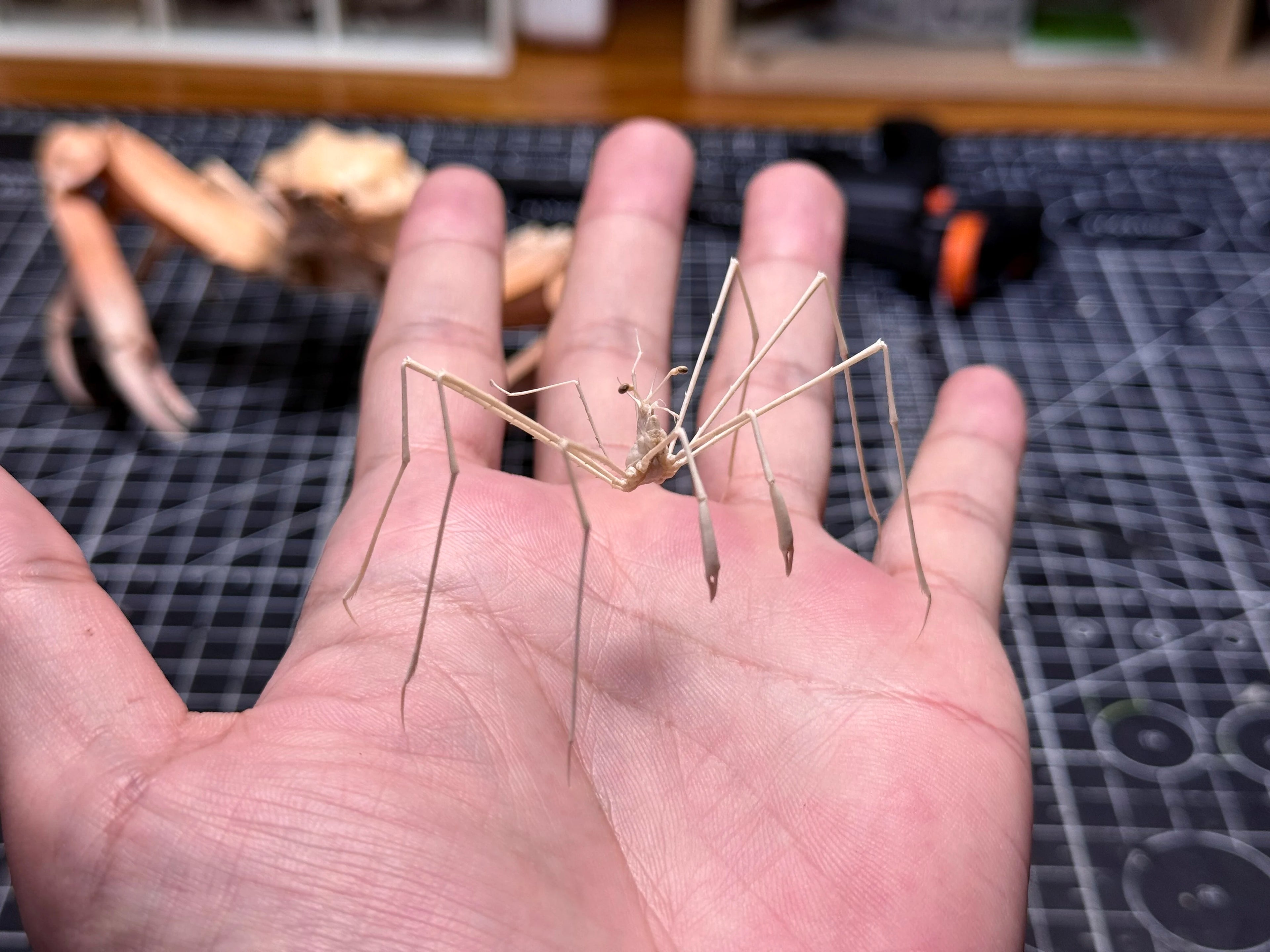 Latreillia Valida Unique rare deep-Sea Crab Specimen Handicrafts Collectors Home Decor Ornament Desk Decoration