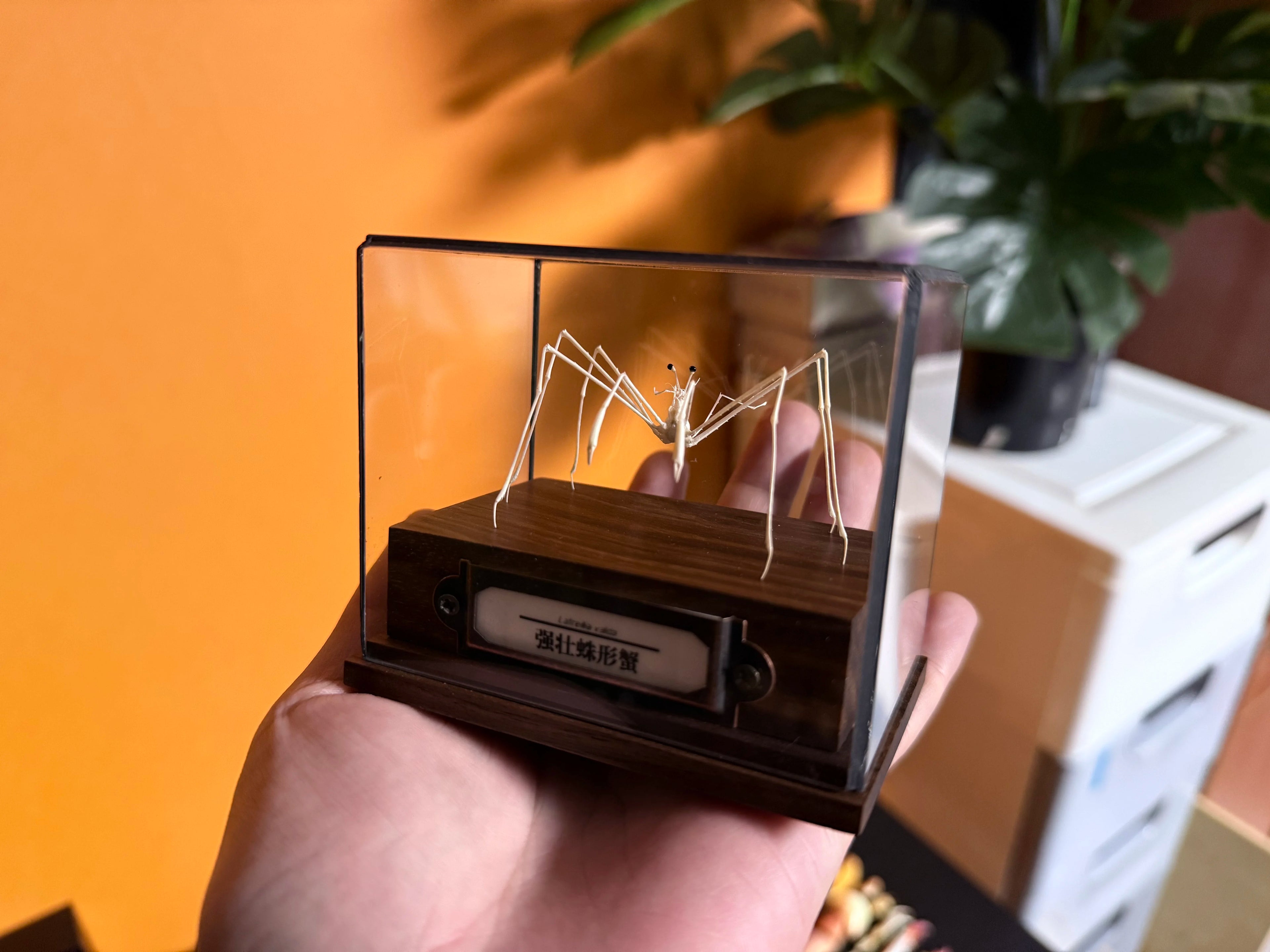 Latreillia Valida Unique rare deep-Sea Crab Specimen Handicrafts Collectors Home Decor Ornament Desk Decoration