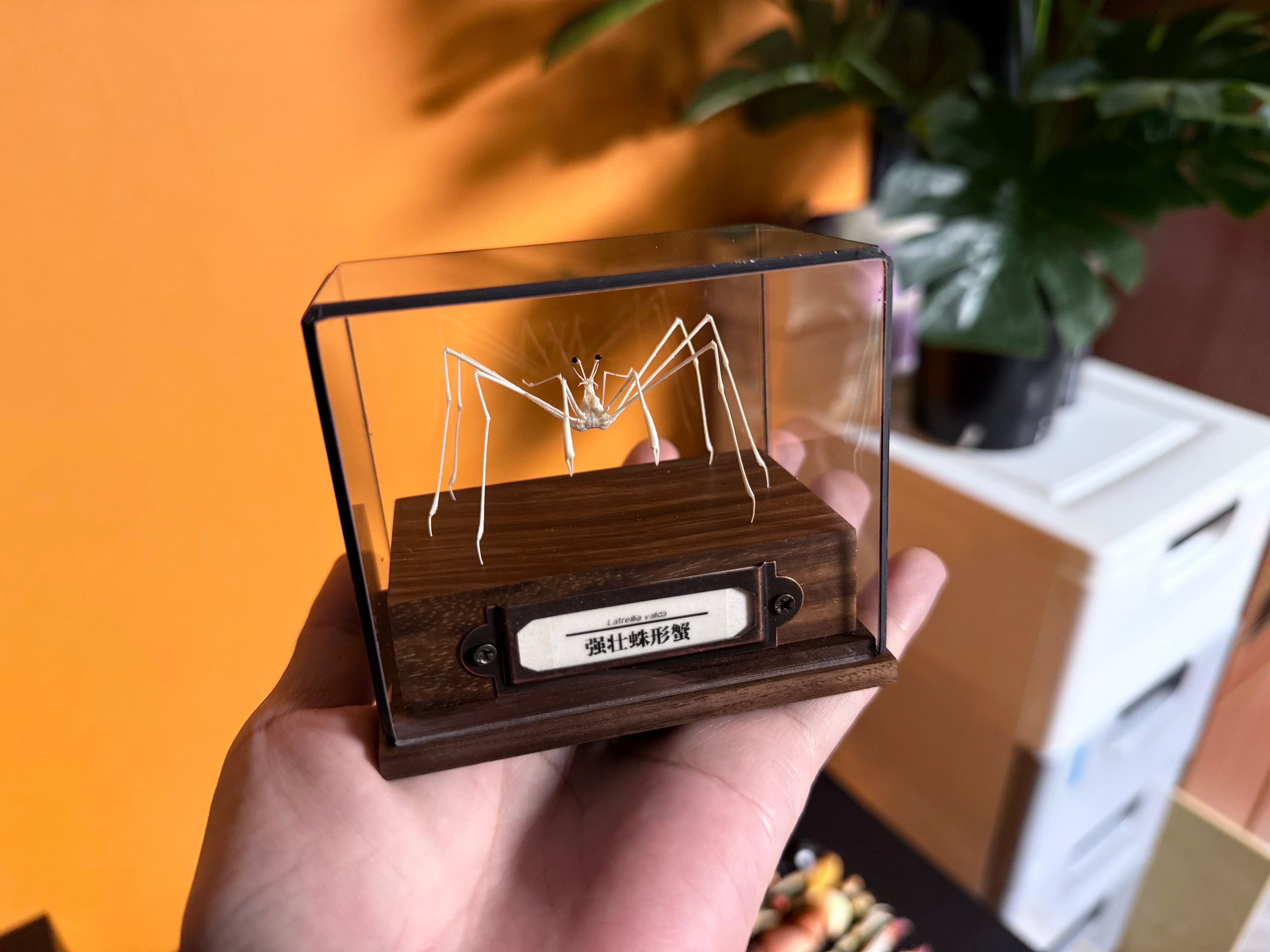 Latreillia Valida Unique rare deep-Sea Crab Specimen Handicrafts Collectors Home Decor Ornament Desk Decoration